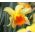 Påskeliljeslekta - Fortissimo - pakke med 5 stk - Narcissus