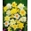 Narcissus Mix - Daffodil Mix - 5 bulbs