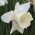 Nárcisz - Mount Hood - csomag 5 darab - Narcissus