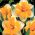Påskeliljeslekta - Orangery - pakke med 5 stk - Narcissus