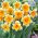 Narcis - Orangery - pakket van 5 stuks - Narcissus