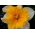Påskeliljeslekta - Orangery - pakke med 5 stk - Narcissus