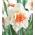 Narcissus Replete - narcis Replete - 5 kvetinové cibule