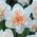 Narcissus Replete - Narcis Replete - 5 květinové cibule