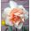 Narsissit - Replete - paketti 5 kpl - Narcissus
