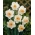 Narcissus Salome - Daffodil Salome - 5 bulbi