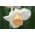 Narcissus Salome - Daffodil Salome - 5 kvetinové cibule