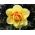 Narcissus Tahiti - narcis Tahiti - 5 kvetinové cibule