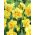 Νάρκισσος Ταϊτή - Daffodil Ταϊτή - 5 βολβοί - Narcissus