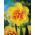 Påskeliljeslekta - Tahiti - pakke med 5 stk - Narcissus
