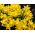 Narcissus Head-to-Head - Daffodil Head-to-Head - 5 Bulbs