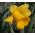Narcissus Unsurpassable - Daffodil Unsurpassable - 5 बल्ब - 