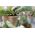 Τα πράσινα Majbacka κομψά και άνετα γάντια κήπου - 