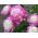 ペオニア、牡丹の美しさのボウル - 球根/塊茎/根 - Paeonia