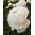Paeonia, Pivoňka Shirley Temple - květinové cibulky / hlíza / kořen