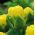 Tulipán Beauty of Apeldorn - csomag 5 darab - Tulipa Beauty of Apeldorn