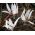 Erythronium Snow Flake - pes Tooth Snow Flake - cibuľka / hľuza / koreň