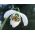 Галантхус нивалис флоре плено - Сновдроп флоре плено - 3 луковице - Galanthus nivalis - Flore Pleno