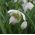 גלאנטוס nivalis פלורה פלנו - Snowdrop פלורה pleno - 3 בצל - Galanthus nivalis - Flore Pleno