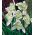 Galanthus nivalis - Flore Pleno - пакет из 3 штук
