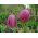Fritillaria - Testa di serpente - pacchetto di 5 pezzi - Fritillaria Meleargis