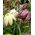 Fritillaria meleagris mix - Snake's Head Fritillary mix - 5 bulbs - Fritillaria Meleargis