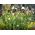 Kirjopikarililja - paketti 5 kpl - Fritillaria Meleargis
