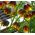 Fritillaria - Uva Vulpis - pacote de 5 peças -  Fritillaria