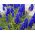 Muscari armeniacum - Grape Hyacinth armeniacum - 10 umbi