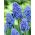 Muscari Blue Spike - grožđe zumbul Plavi šiljak - 10 lukovica