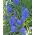 Muscari Blue Spike - Grape Hyacinth Blue Spike - 10 bulbs