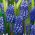 Muscari Dark Eyes - Grape Hyacinth Dark Eyes - 5 bulbs
