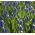 Muscari kapuljača - grožđe Hyacinth Mount Hood - 5 lukovica