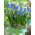 Muscari kapuljača - grožđe Hyacinth Mount Hood - 5 lukovica