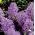 Muscari Plumosum - انگور Hyacinth Plumosum - 5 لامپ