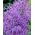 Muscari Plumosum - Hyacint hroznů Plumosum - 5 květinové cibule