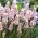 Muscari Pink Sunrise - hroznový hyacint Ružový východ slnka - cibuľka / hľuza / koreň