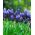 Muscari latifolium - Grozdje Hyacinth latifolium - 10 čebulic