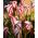Oxalis Verscolor - Kẹo Cane Sầu riêng - 2 củ
