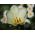最纯净的白色郁金香 - 纯白色郁金香 -  5个洋葱 - Tulipa White Purissima