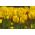 郁金香黄色 - 郁金香黄色 -  5个洋葱 - Tulipa Yellow