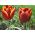 Tulipán Abu Hassan - csomag 5 darab - Tulipa Abu Hassan