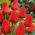 Tulipa Apeldorn  - 郁金香Apeldorn  -  5个洋葱