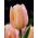 Tulipán Apricot Beauty - csomag 5 darab - Tulipa Apricot Beauty