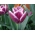 Tulipa Arabian Tajomstvo - Tulip Arabian Mystery - 5 kvetinové cibule - Tulipa Arabian Mystery