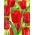 Tulipa Bastogne - Tulip Bastogne - 5 луковици