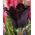 Tulipa Parrot Negru - Tulip Papagal Negru - 5 bulbi - Tulipa Black Parrot