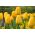 Tulpės Golden Apeldoorn - pakuotėje yra 5 vnt - Tulipa Golden Apeldoorn