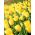 Tulpes Golden Apeldoorn - 5 gab. Iepakojums - Tulipa Golden Apeldoorn