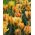 Tulpės Golden Artist - pakuotėje yra 5 vnt - Tulipa Golden Artist